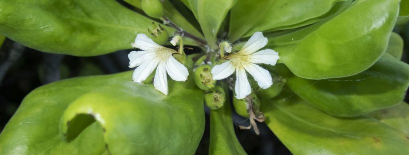 Naupaka Kahakai